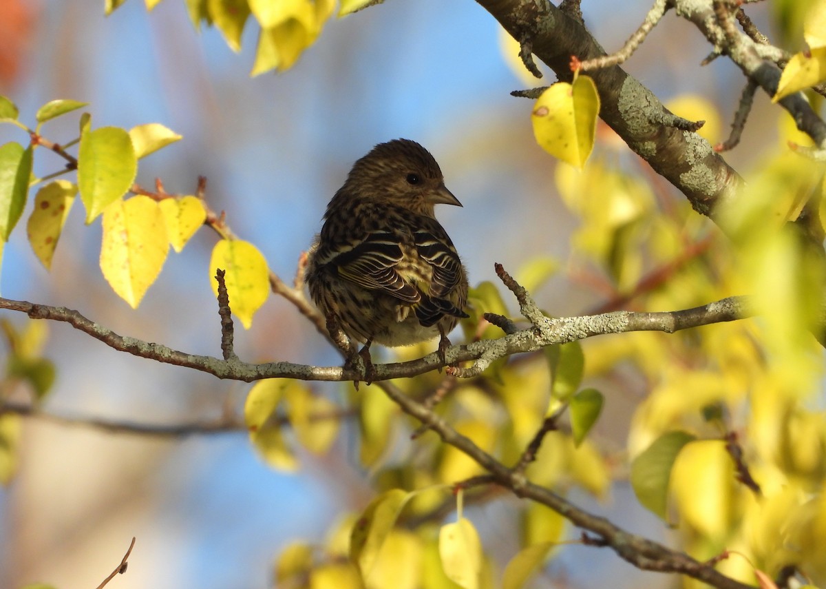 Pine Siskin - ML644697312