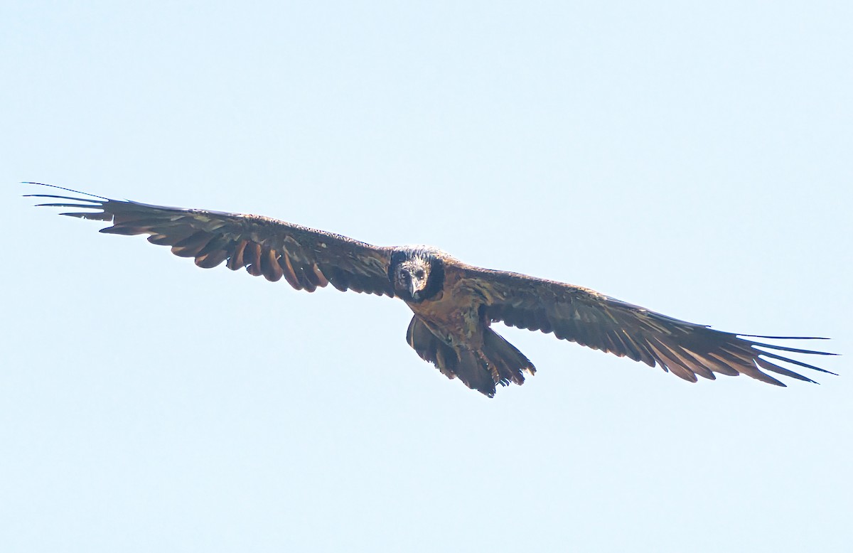 Bearded Vulture - ML644697314