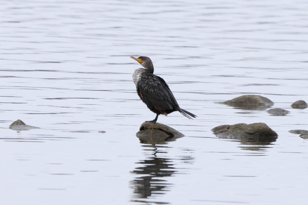 Cormoran à aigrettes - ML644697315