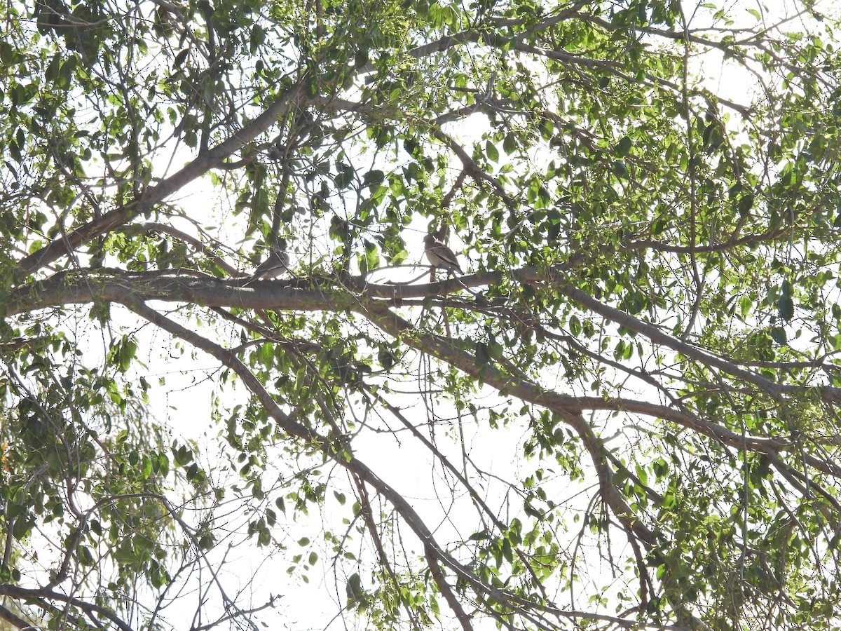 Picui Ground Dove - ML644697321