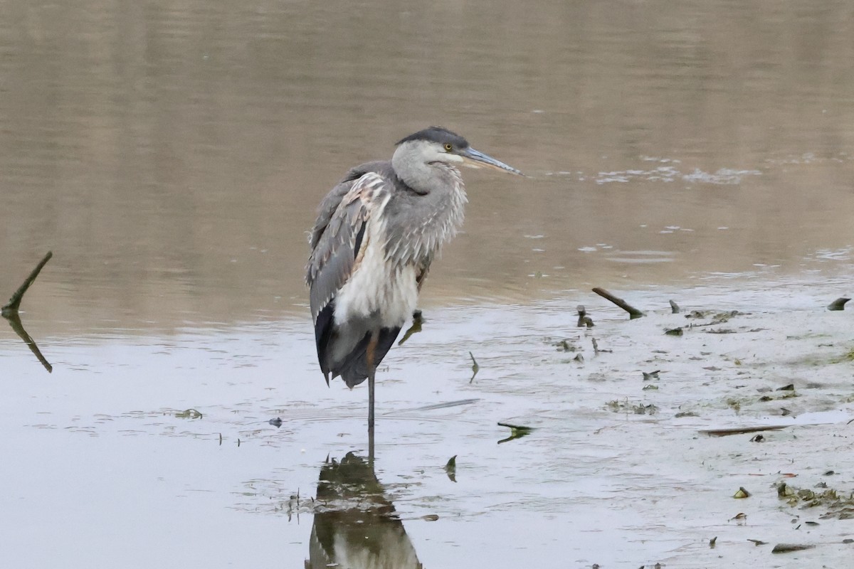Great Blue Heron - ML644697322