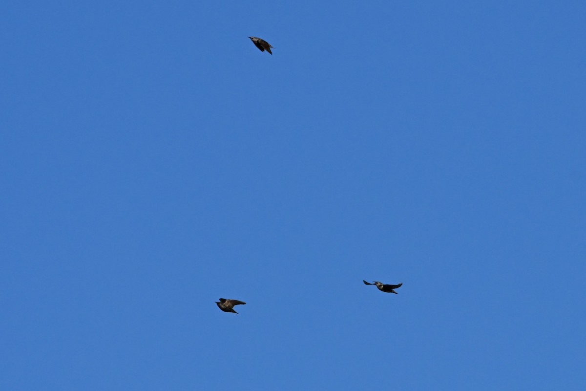 European Starling - ML644697326