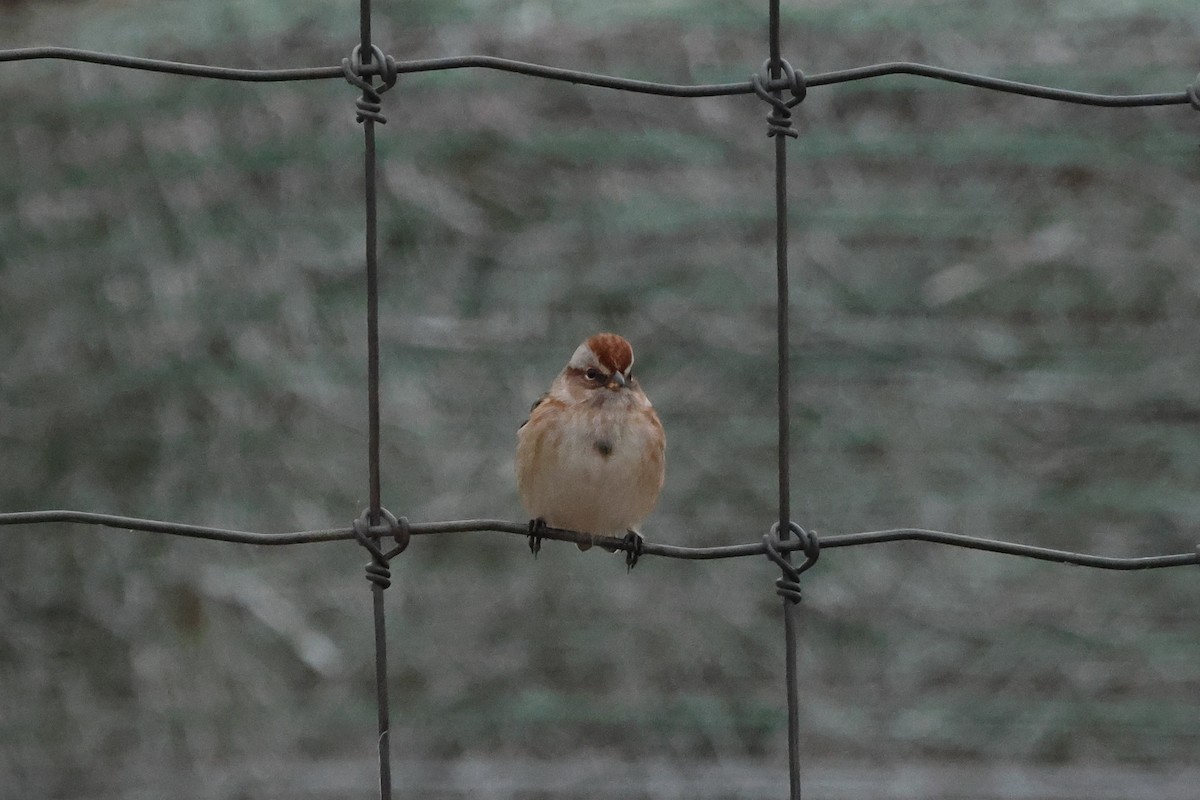 American Tree Sparrow - ML644697327