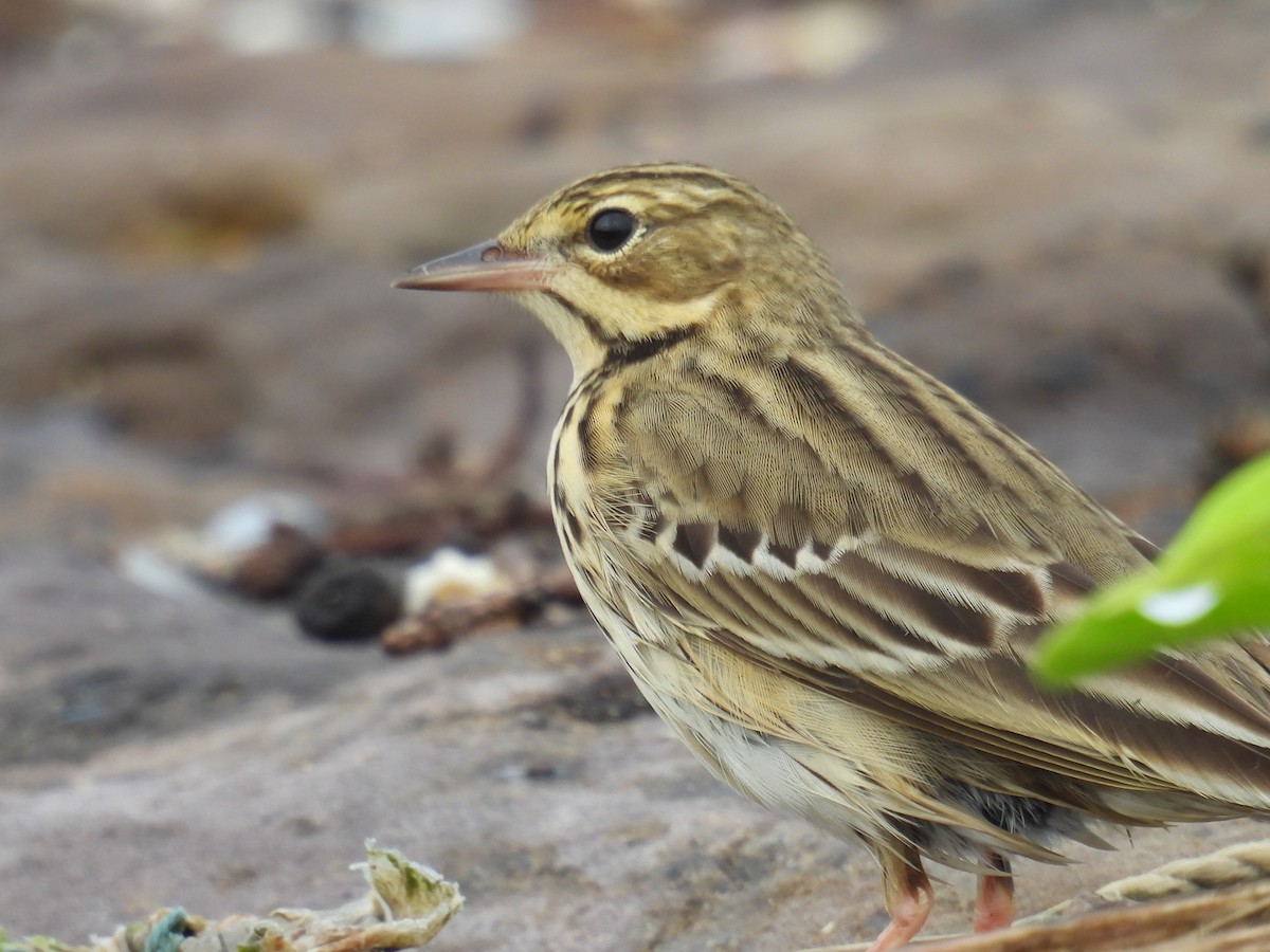 Tree Pipit - ML644697344