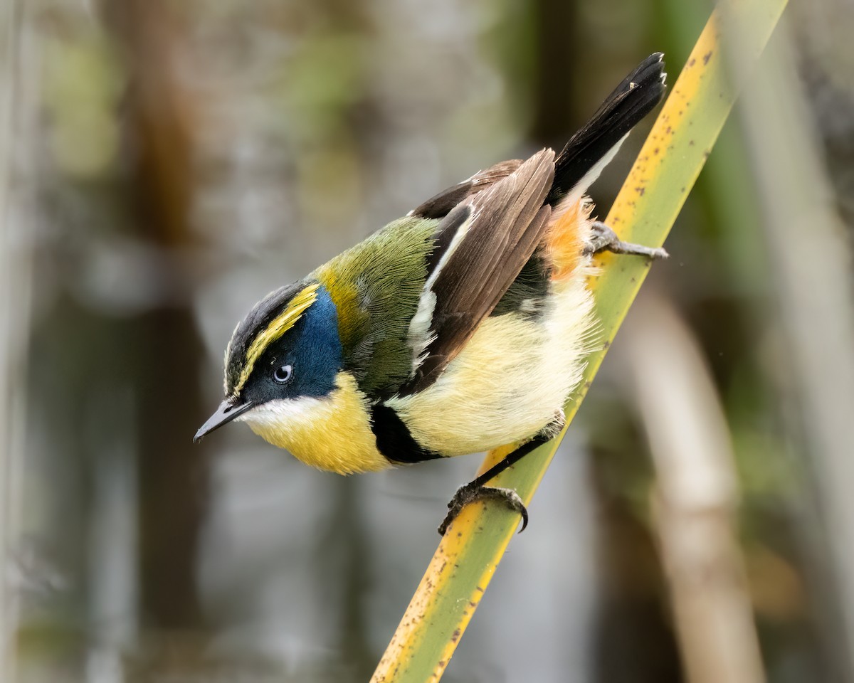 Many-colored Rush Tyrant - ML644697358