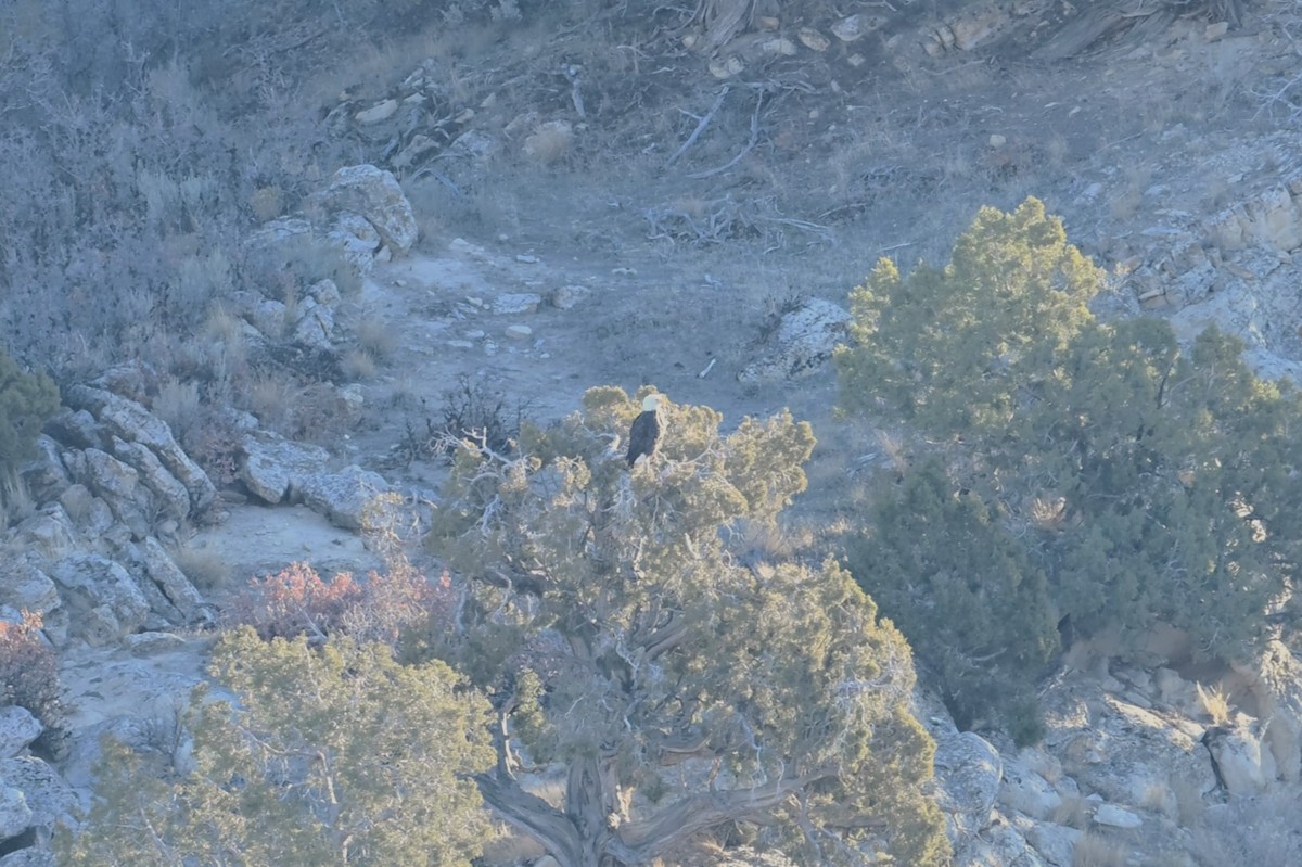 Bald Eagle - ML644697368