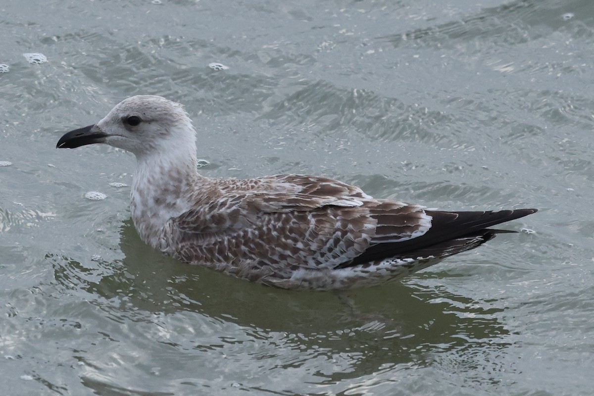 Büyük Kara Sırtlı Martı - ML644697384