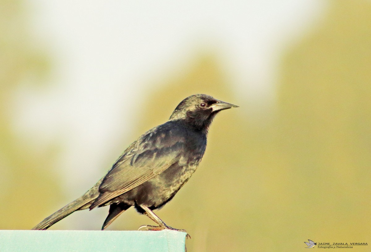 Austral Blackbird - ML644697391