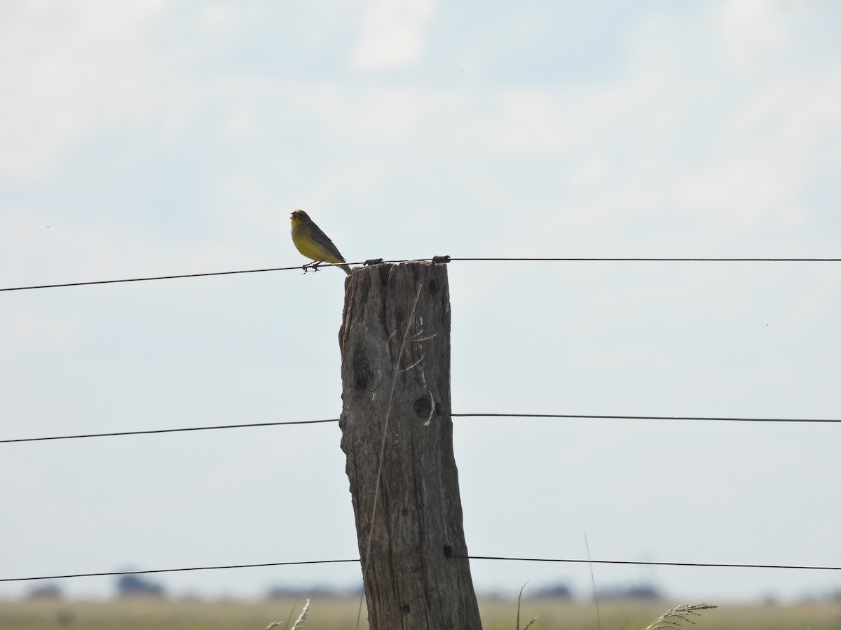 Kurzschnabel-Gilbtangare - ML644697392