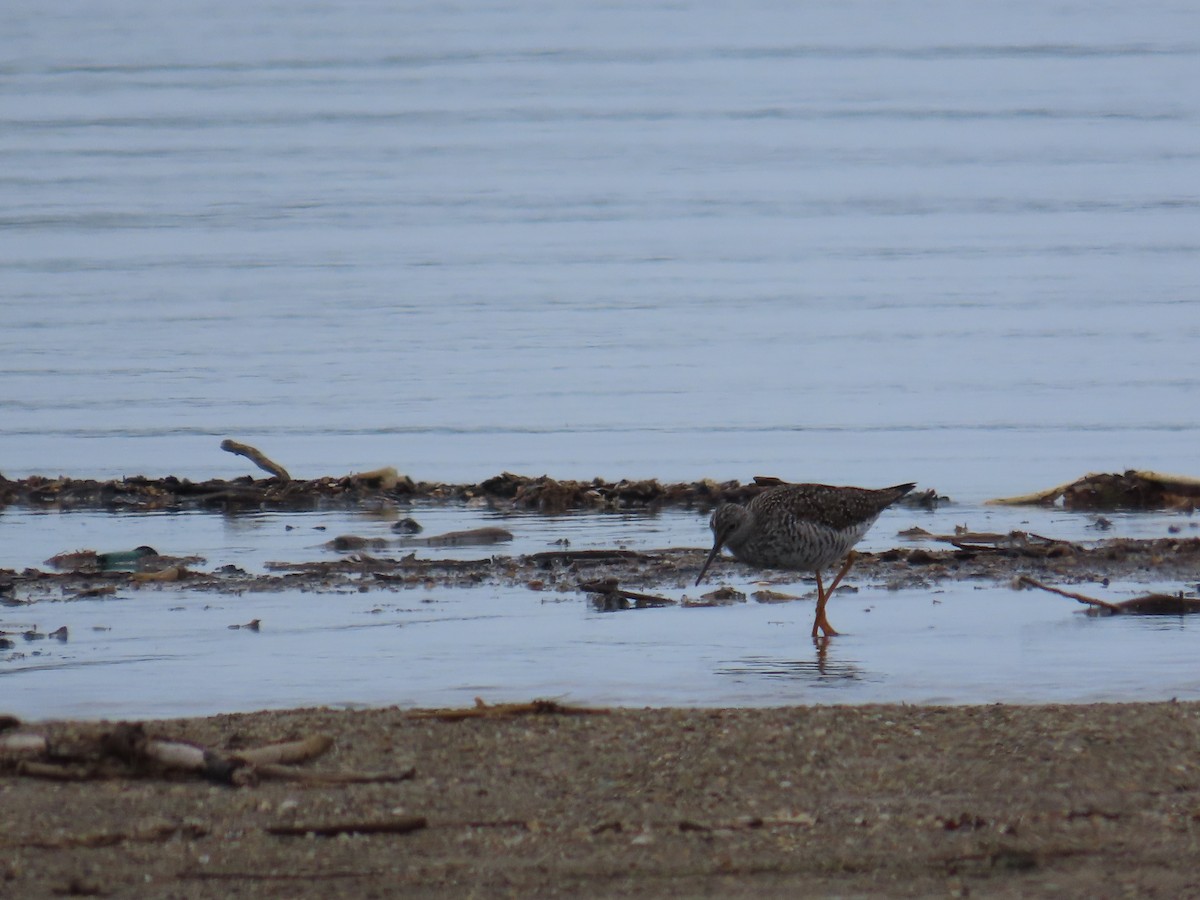 Greater Yellowlegs - ML644697397