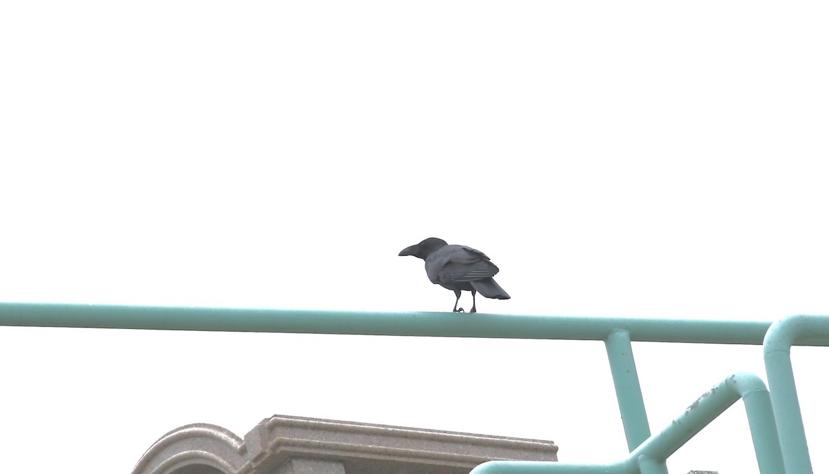 Large-billed Crow - ML644697403