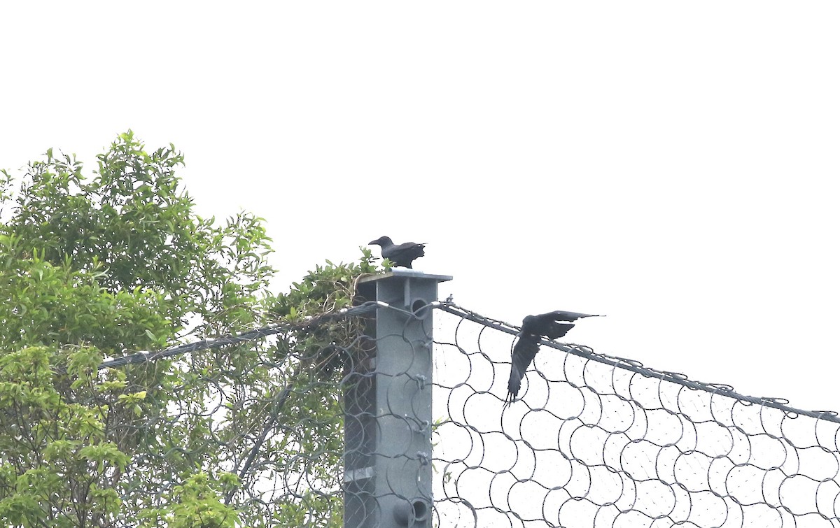 Large-billed Crow - ML644697404