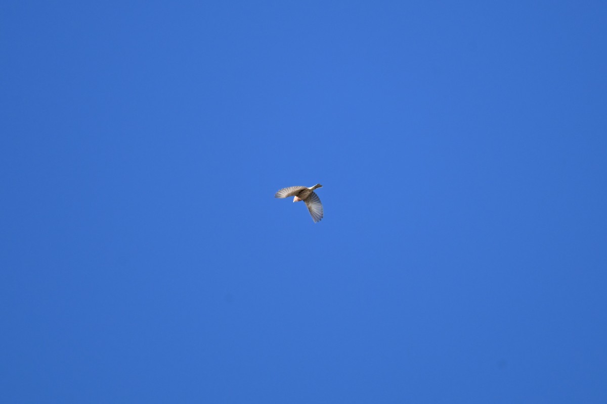 House Finch - ML644697419