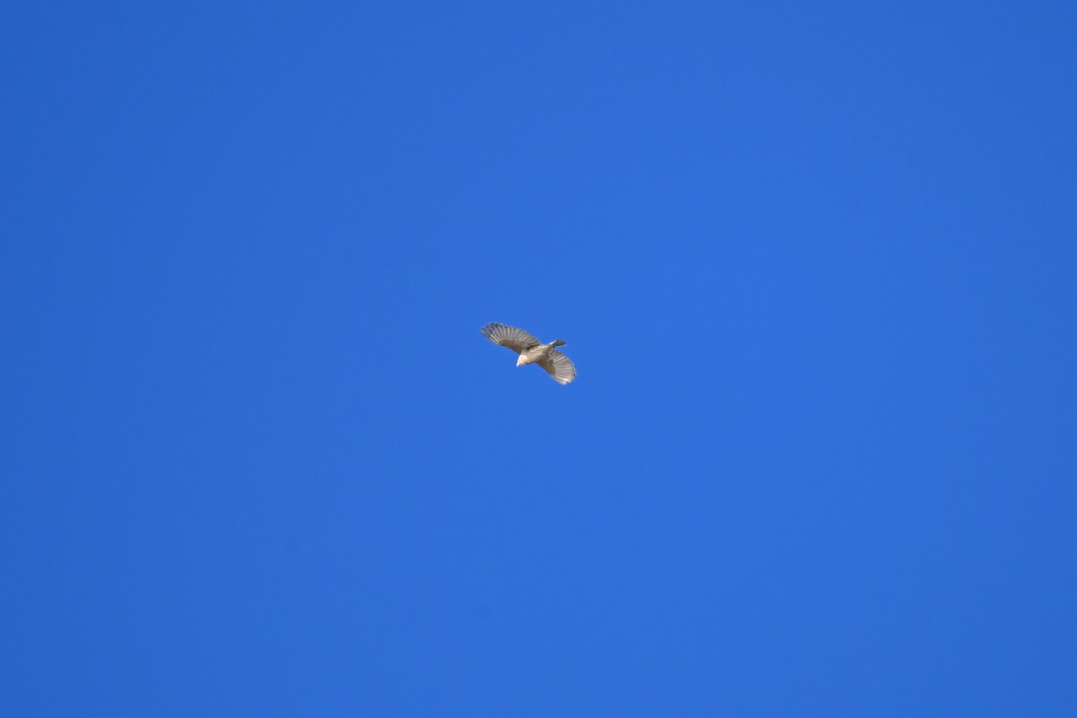 House Finch - ML644697420