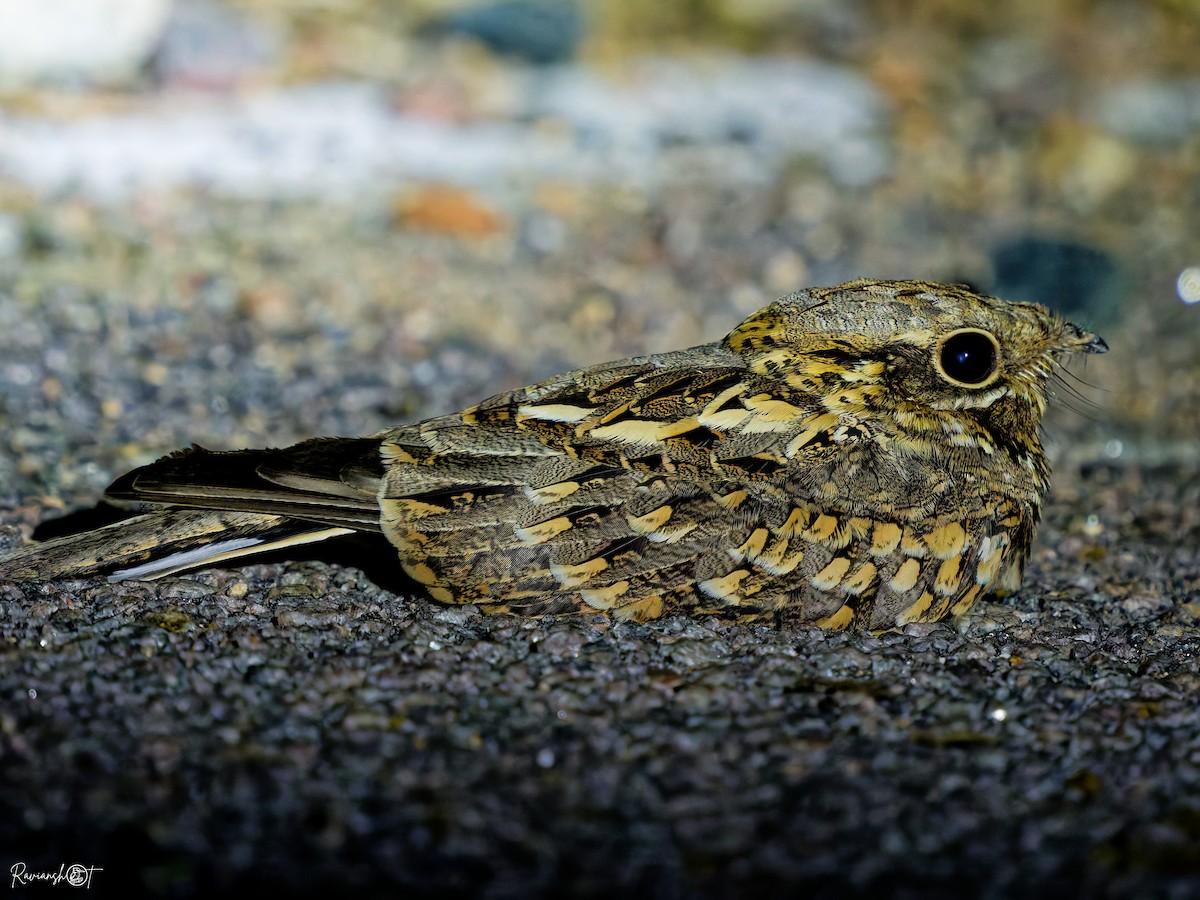 Hint Çobanaldatanı - ML644697423