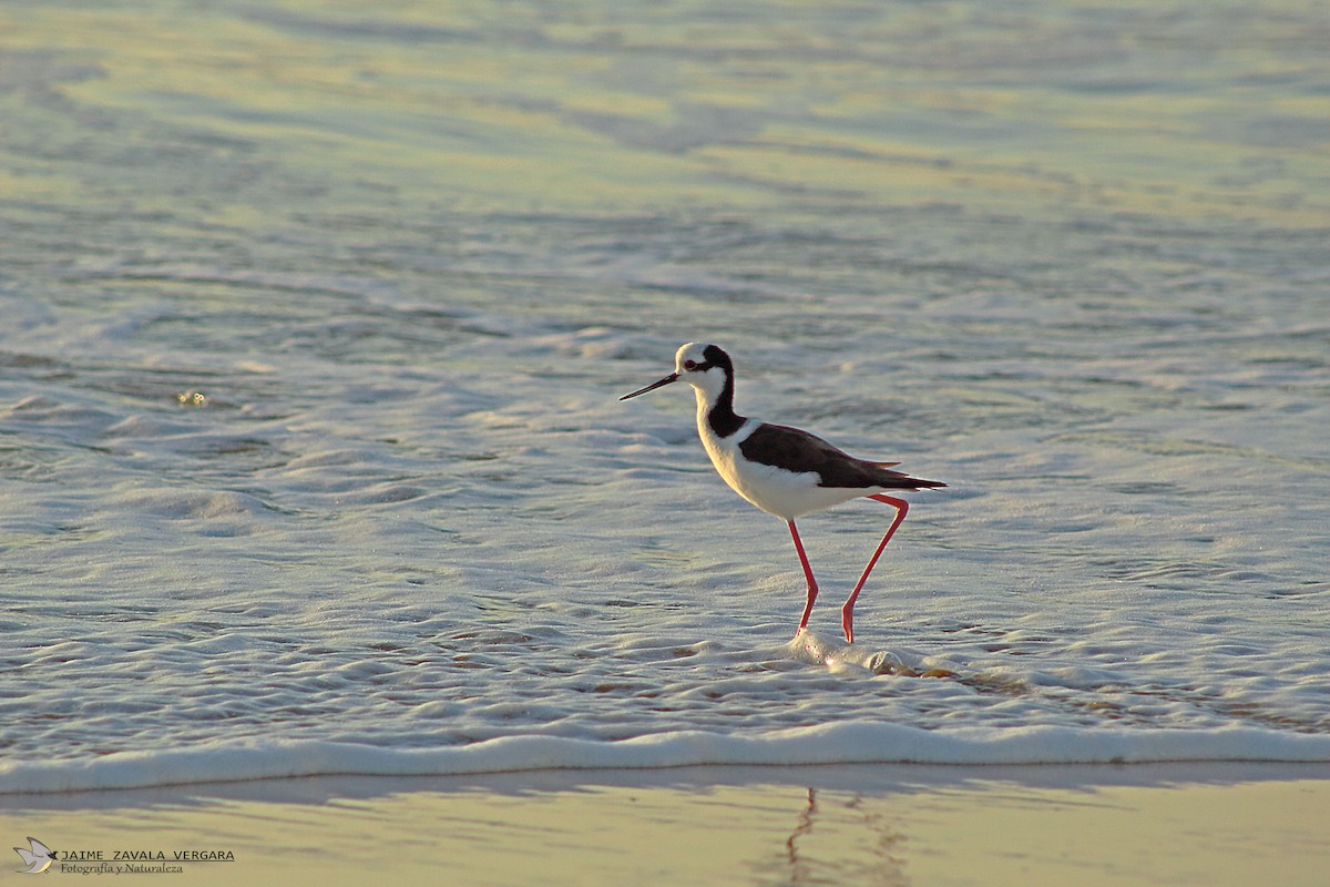 Black-necked Stilt - ML644697435