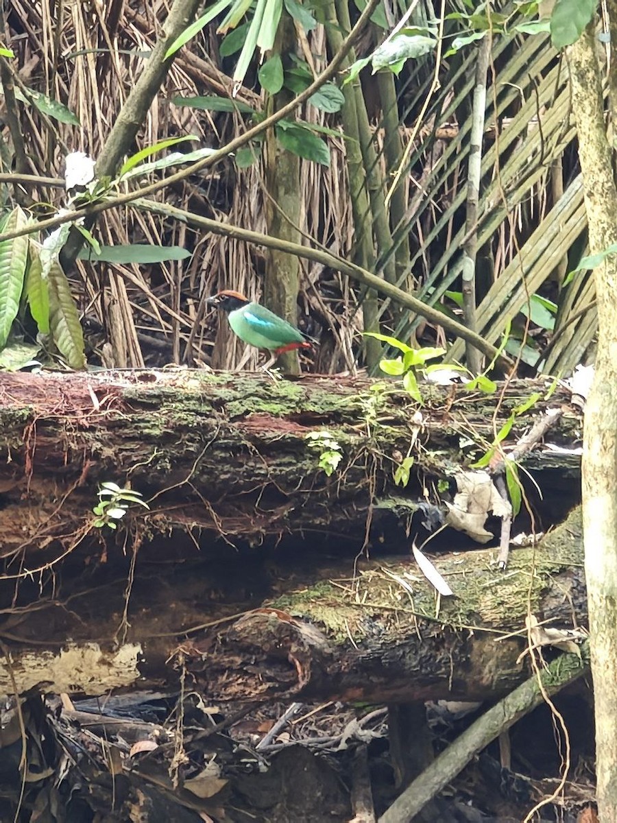 Western Hooded Pitta - ML644697436