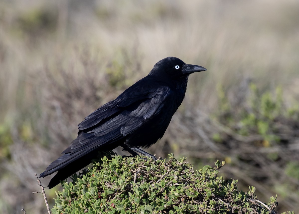 Южноавстралийский ворон - ML644697438