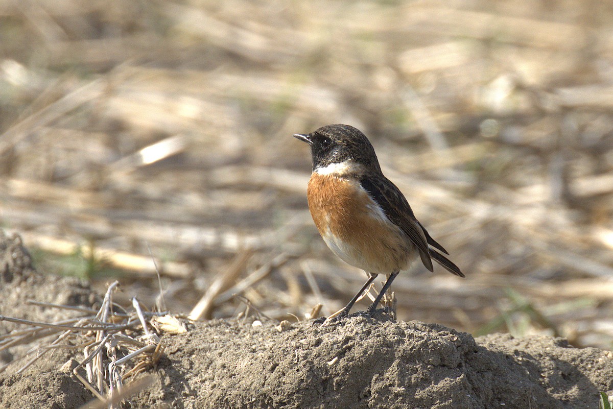 European Stonechat - ML644697448