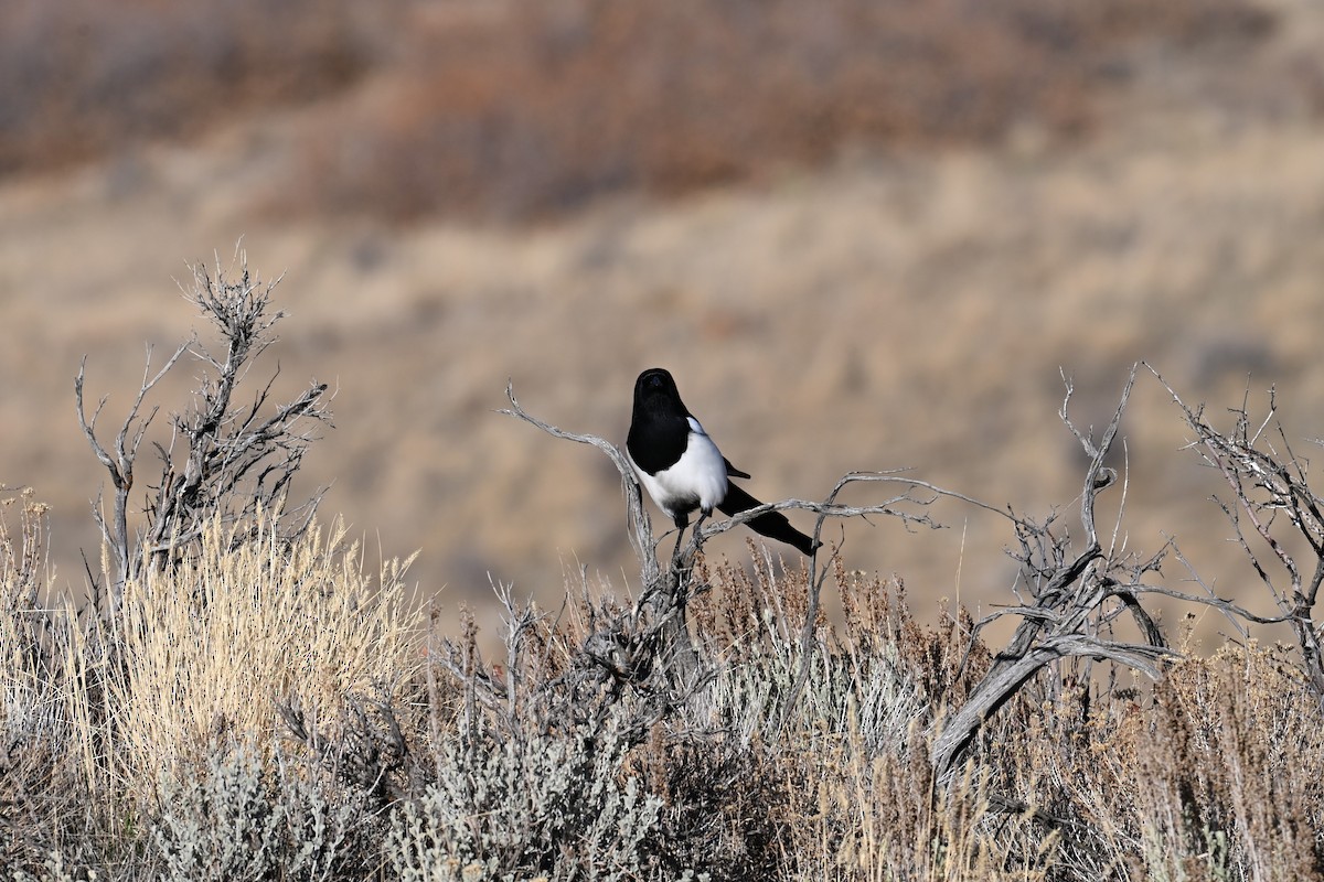 Black-billed Magpie - ML644697453