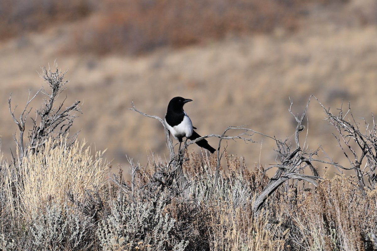 Black-billed Magpie - ML644697454
