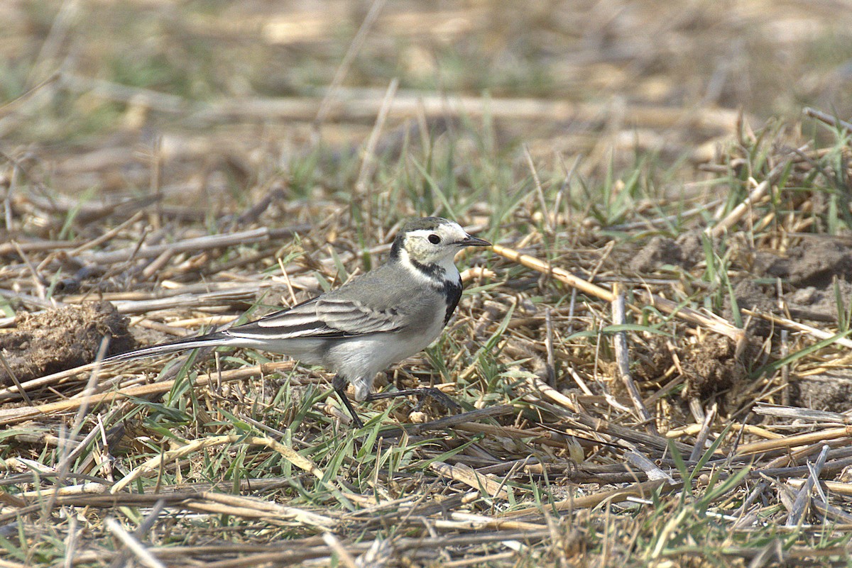 Lavandera Blanca - ML644697461