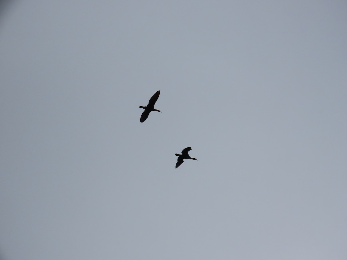 Cormoran à aigrettes - ML644697462