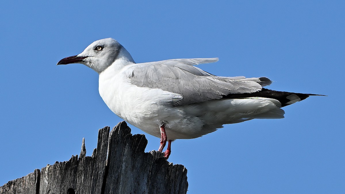 Antxeta burugrisa - ML644697464