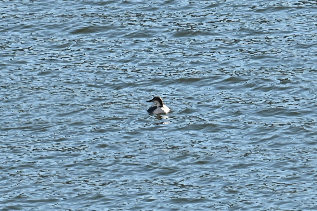 Common Loon - ML644697469