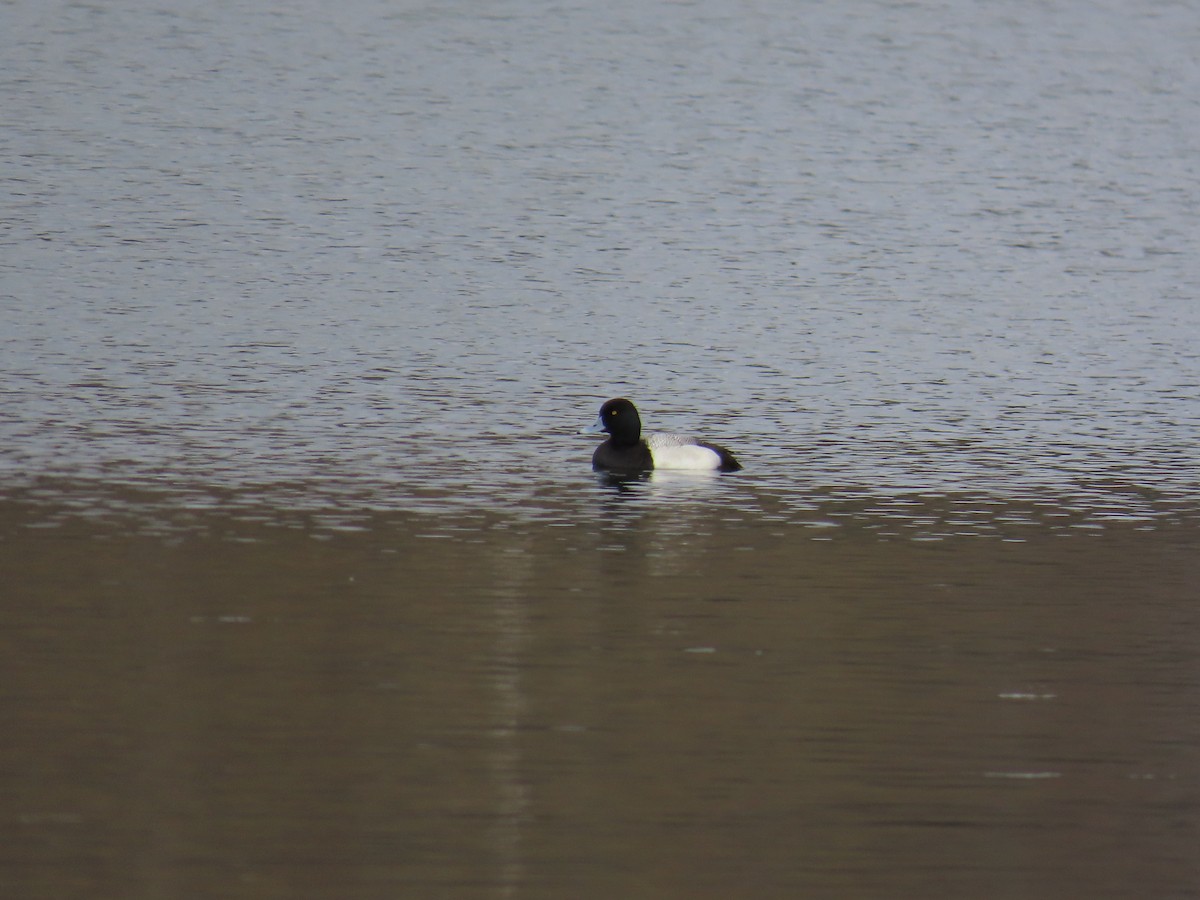 スズガモ - ML644697472