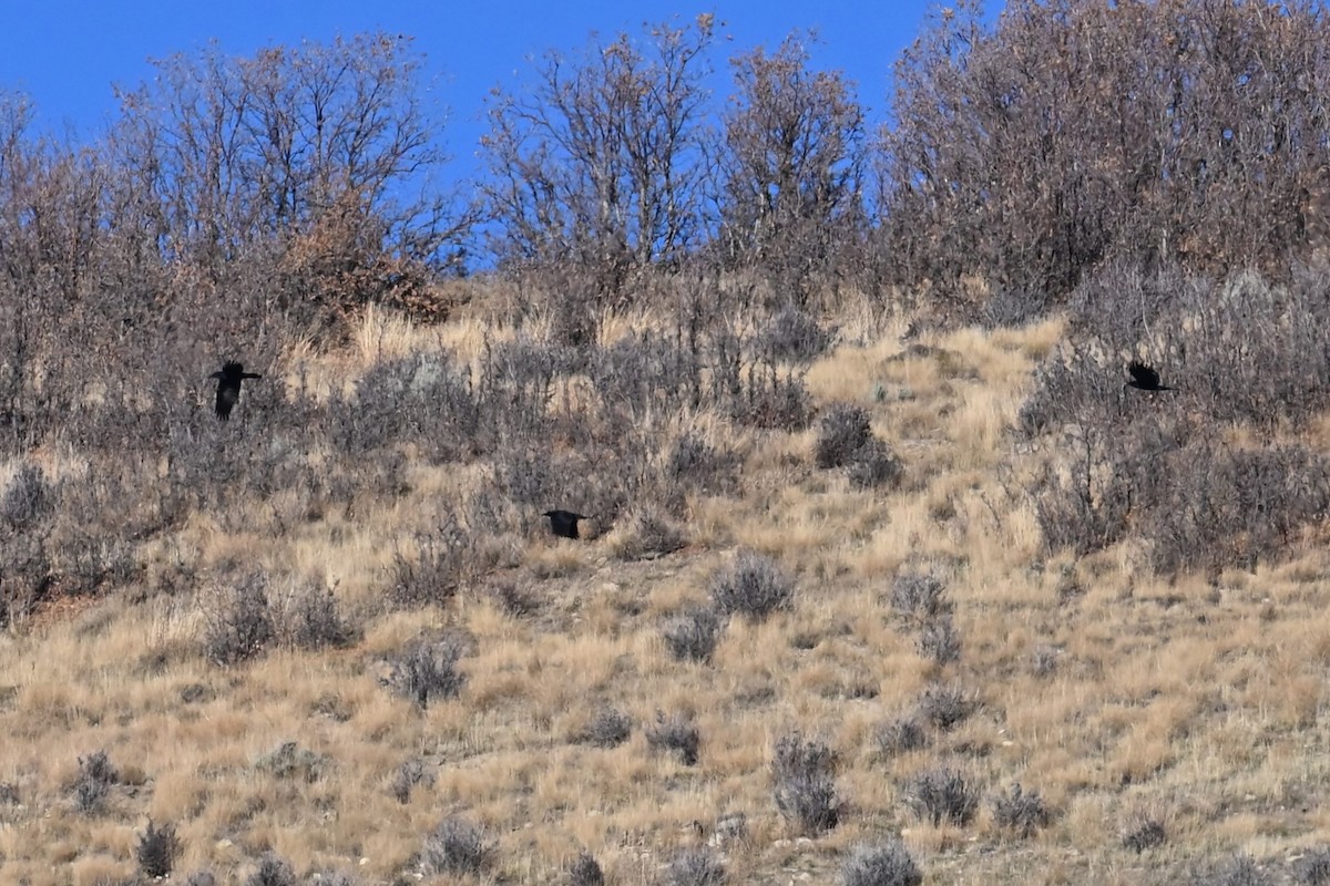 Common Raven - ML644697474