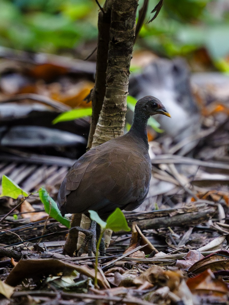 mjaueovnhøne - ML644697477