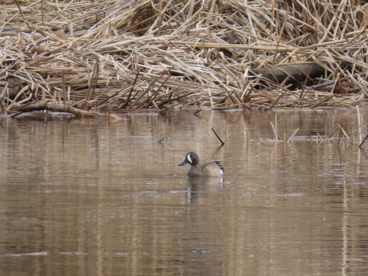 Blue-winged Teal - ML644697482