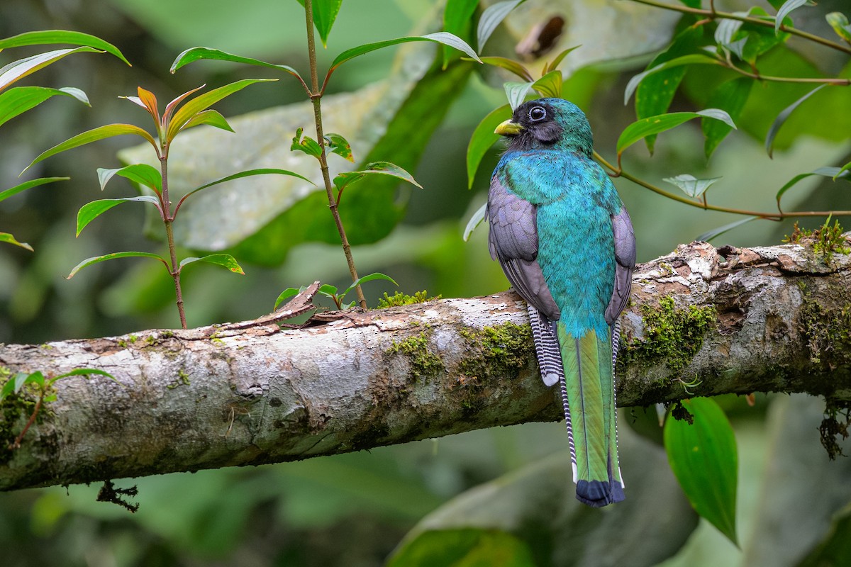 søredeltrogon - ML644697485