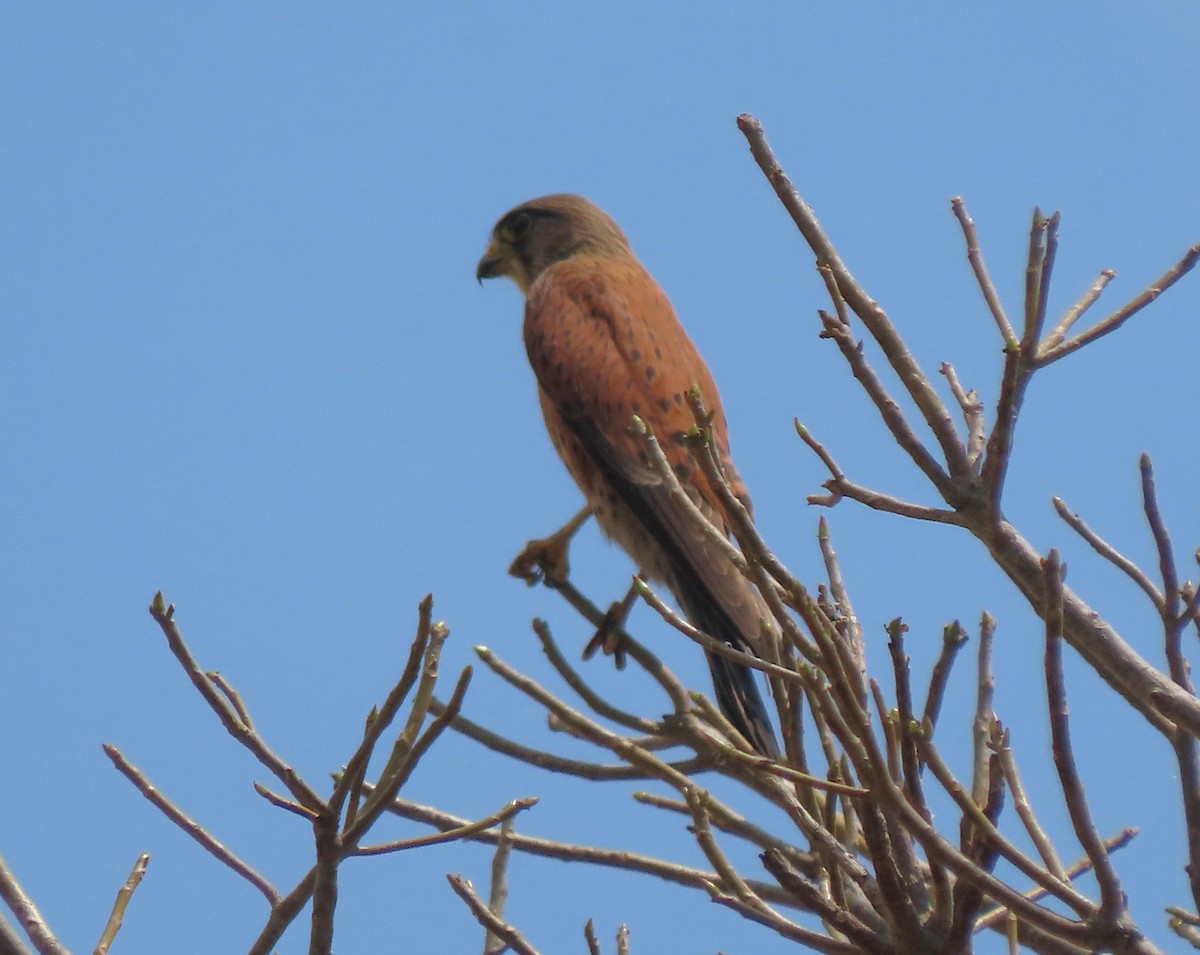 Malagasy Kestrel - ML644697491