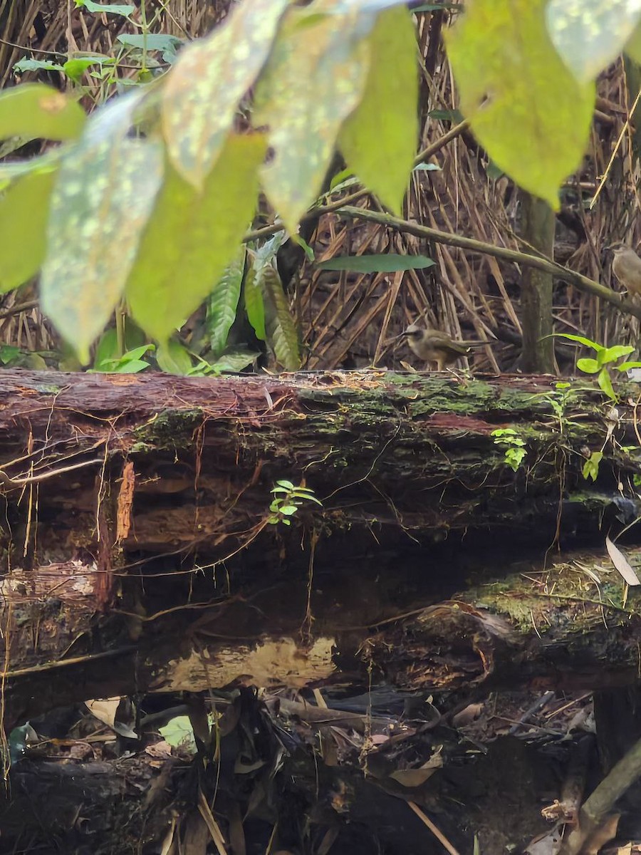 Olive-winged Bulbul - ML644697500