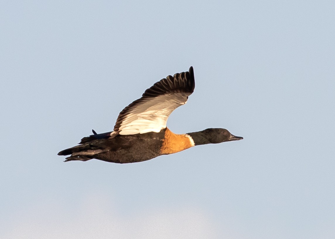 Australian Shelduck - ML644697504