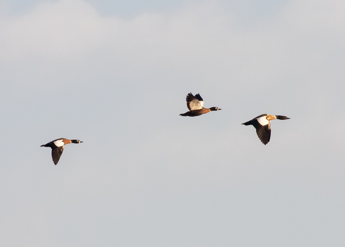 Australian Shelduck - ML644697505