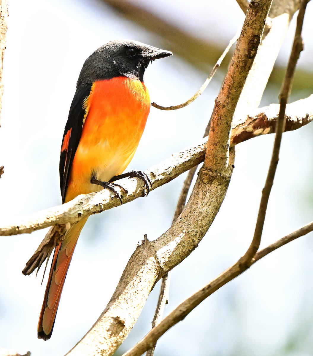 Zwergmennigvogel - ML644697512