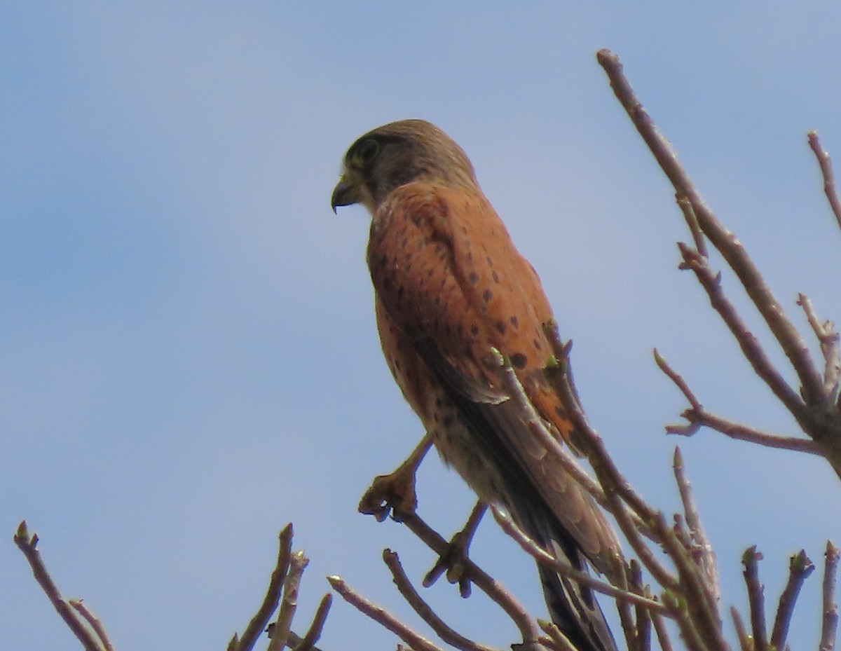 Malagasy Kestrel - ML644697515