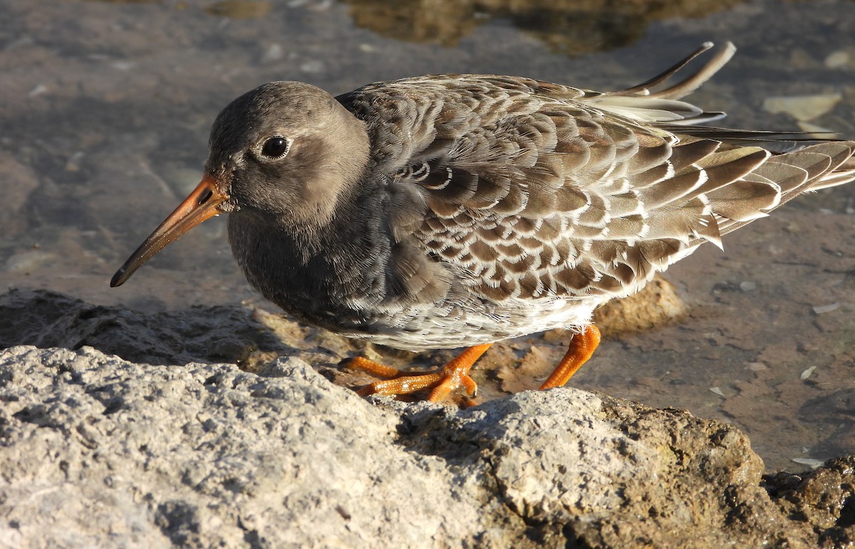 Purple Sandpiper - ML644697525