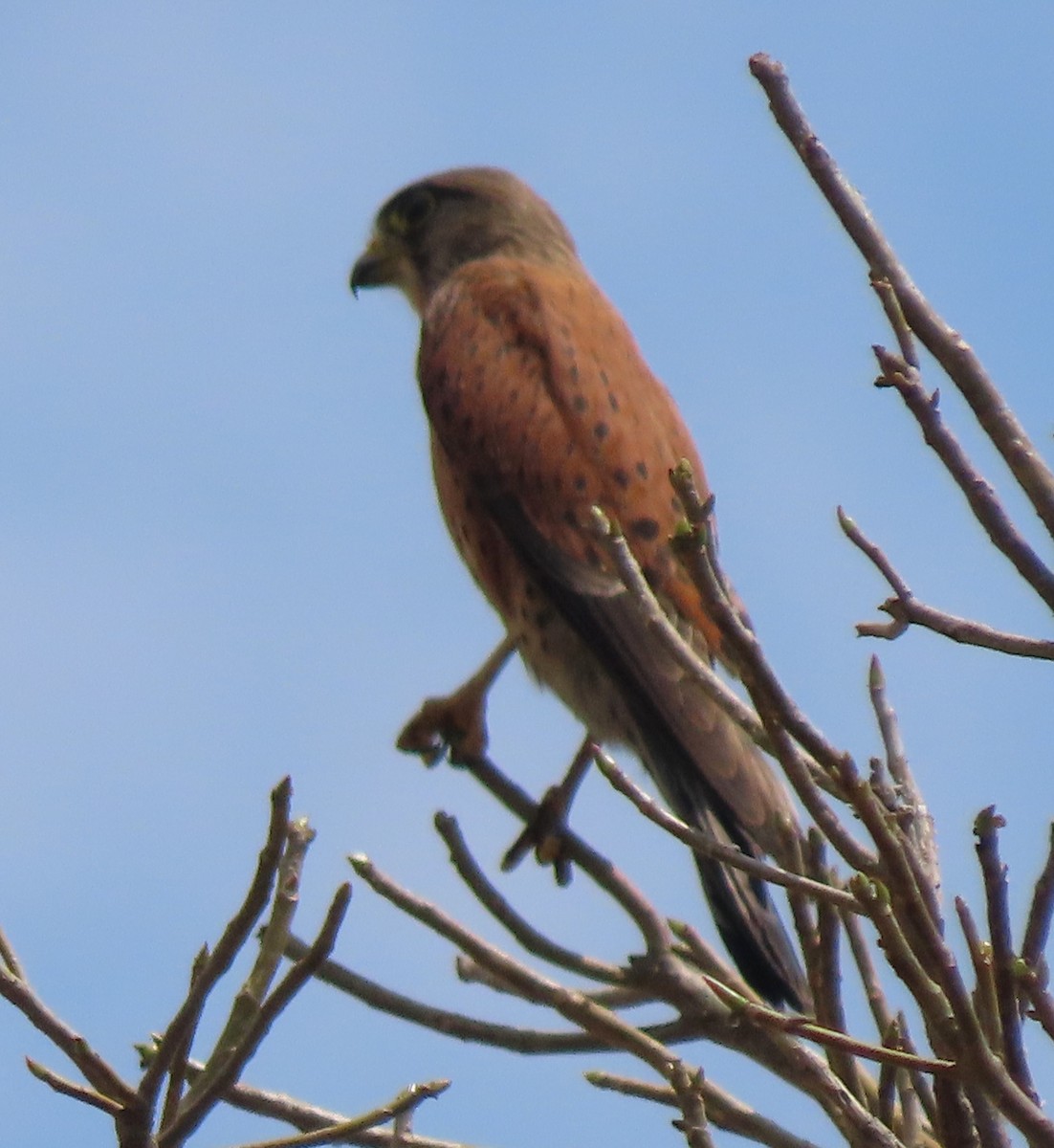 Malagasy Kestrel - ML644697530