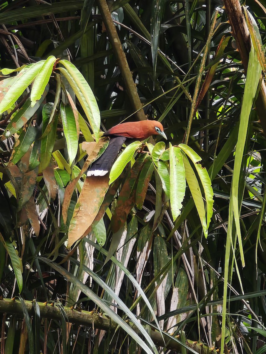 Raffles's Malkoha - ML644697531