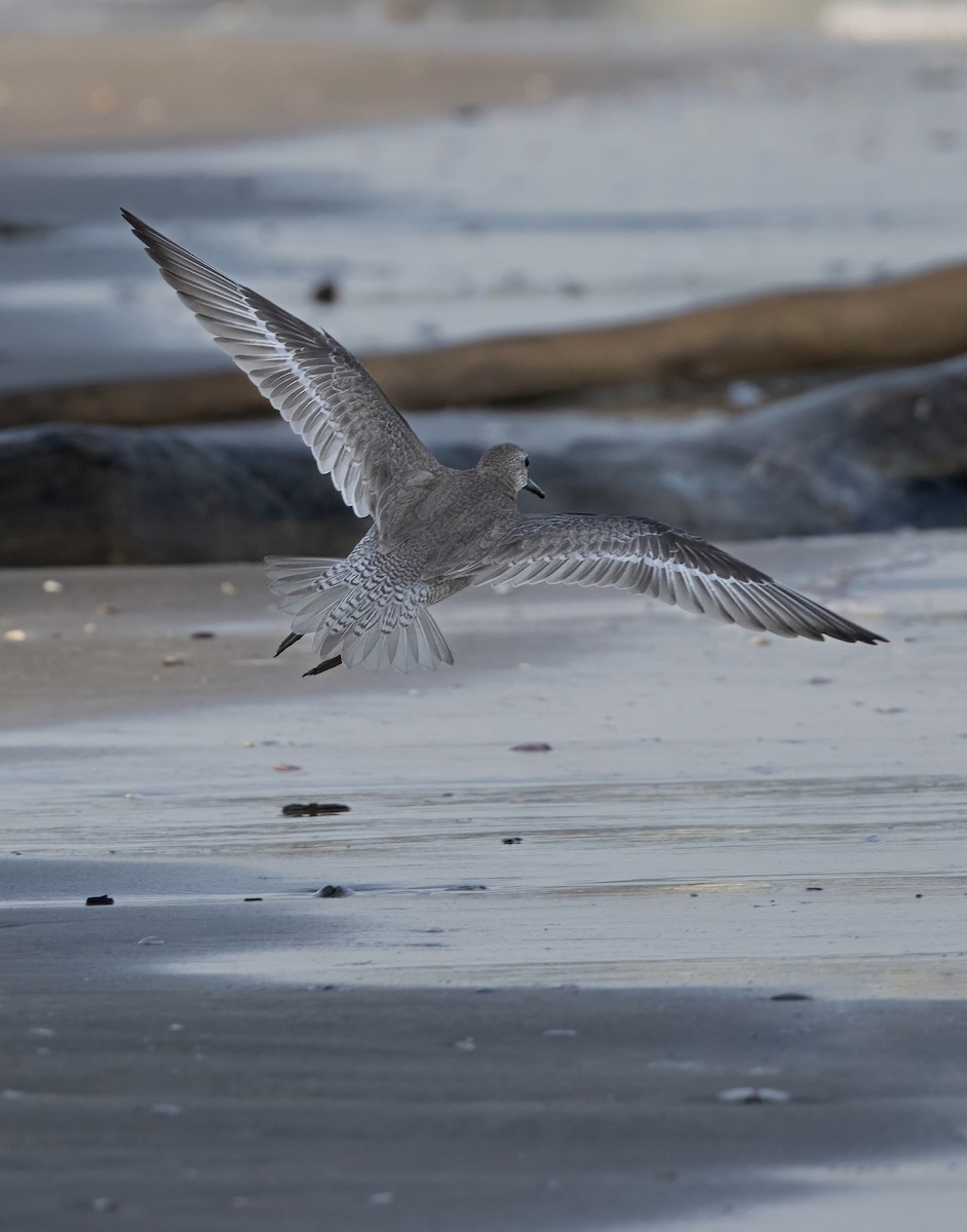 Red Knot - ML644697532
