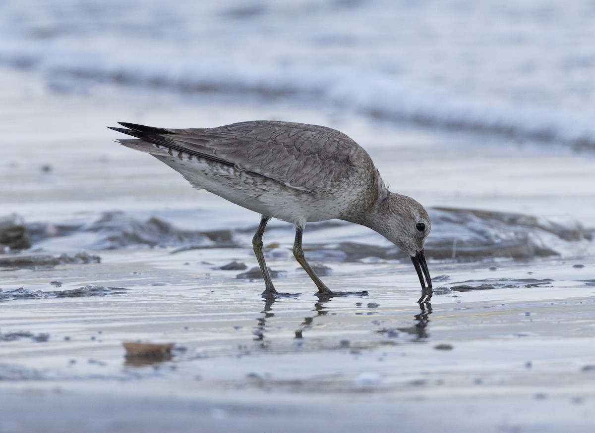 Red Knot - ML644697533