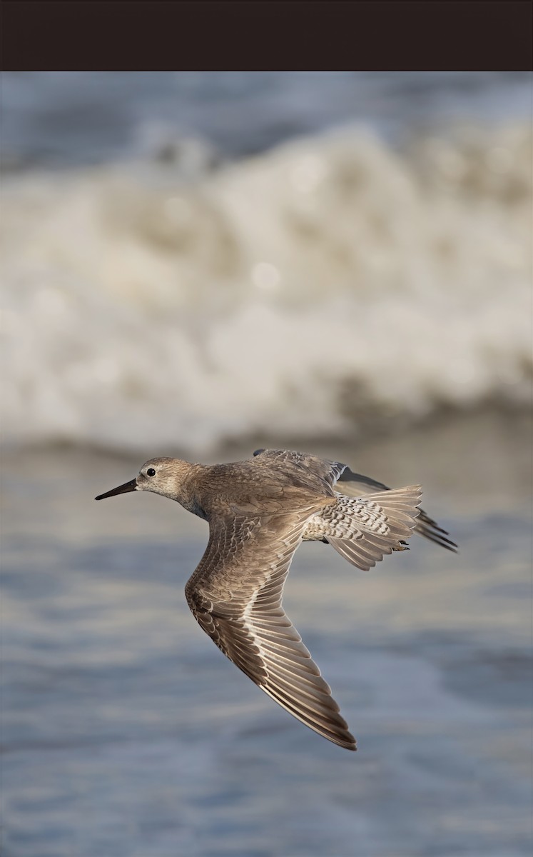 Red Knot - ML644697534