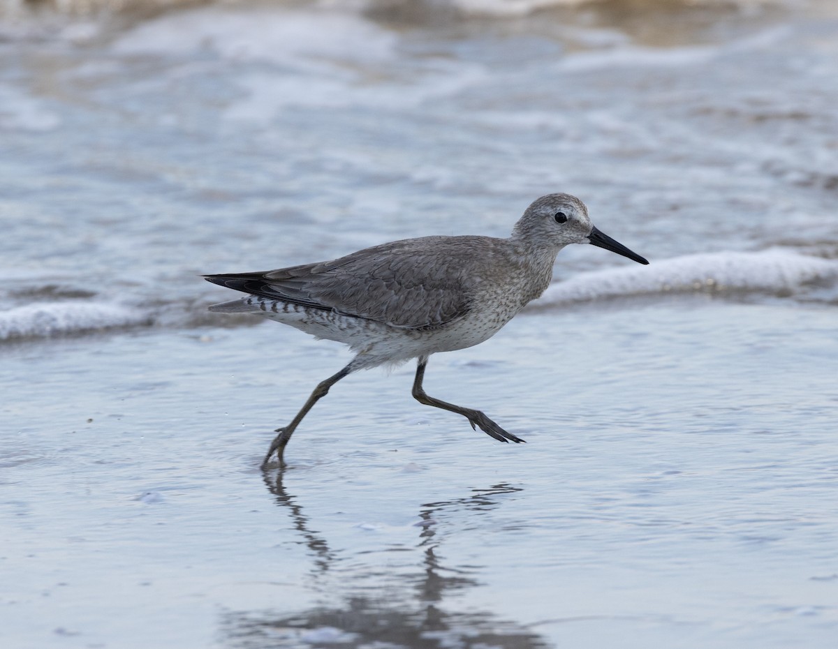 Red Knot - ML644697535