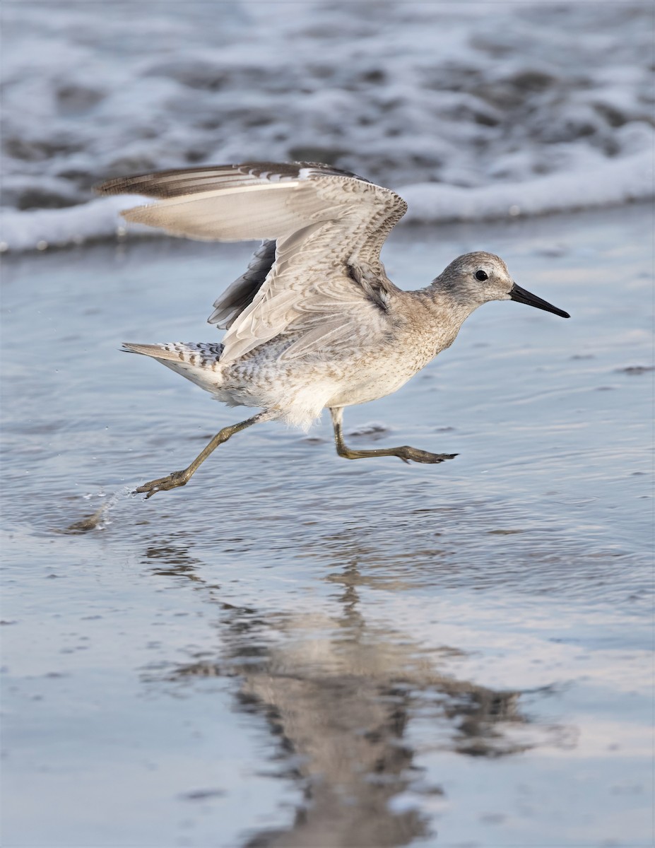 Red Knot - ML644697536