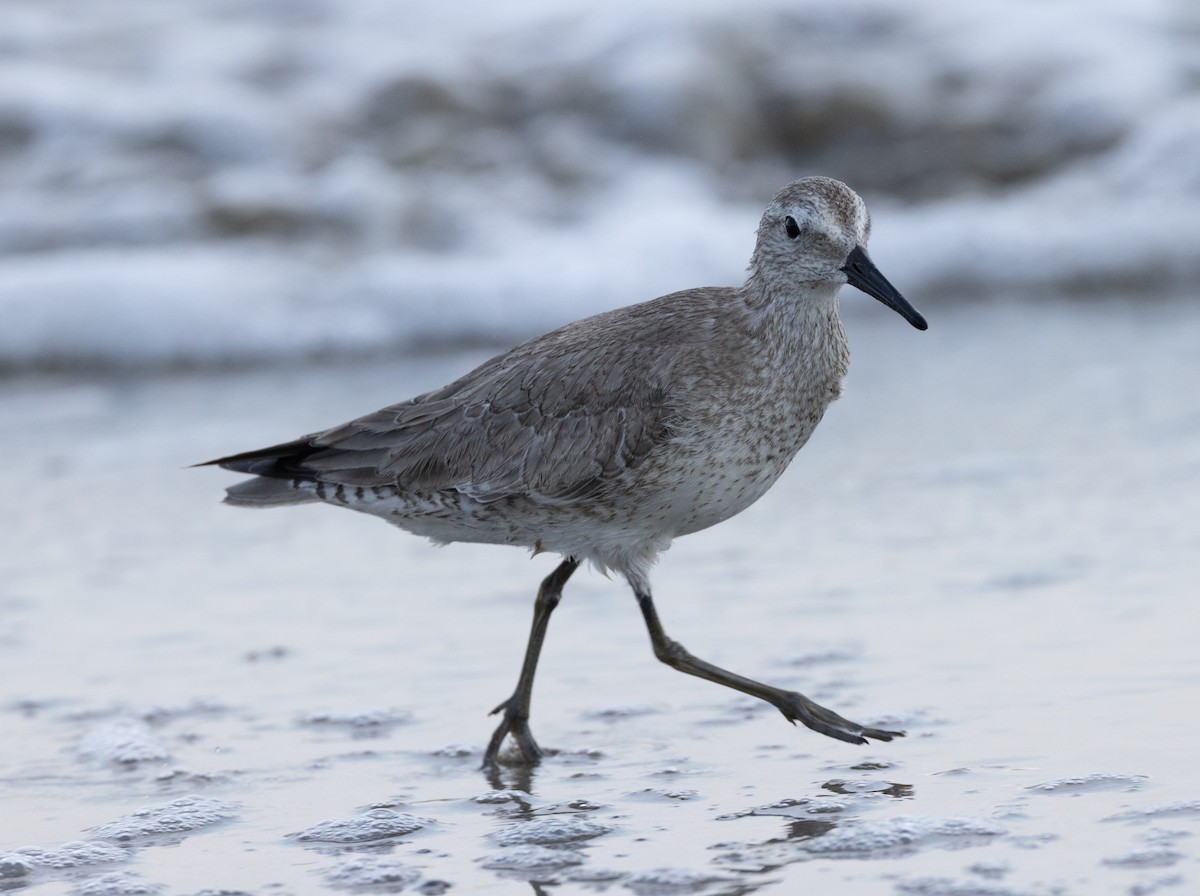 Red Knot - ML644697537