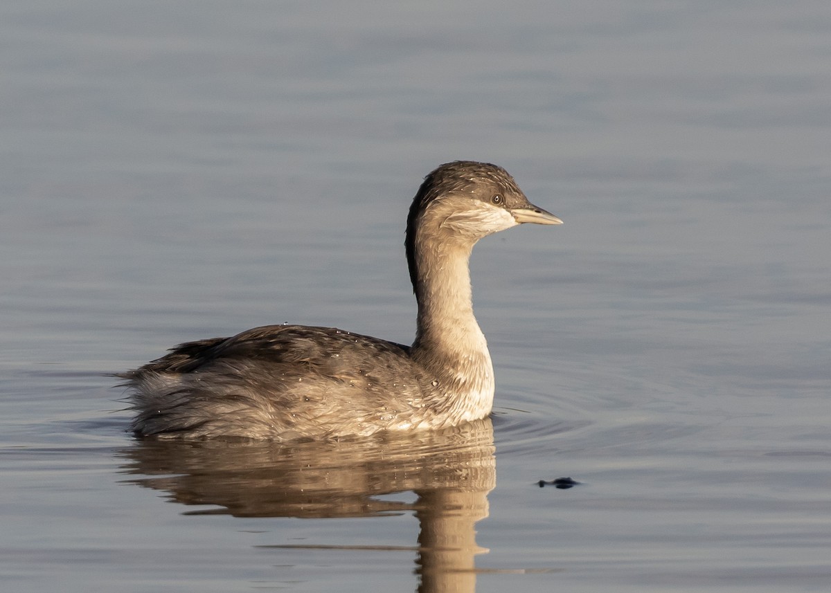 sølvhodedykker - ML644697540